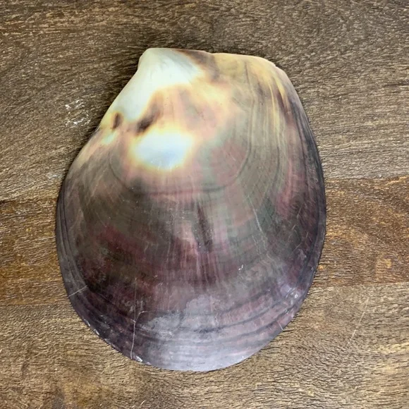 Anthropologie Style Pearlescent Capiz Seashell Decorative Trinket Dish - Picture 4 of 5